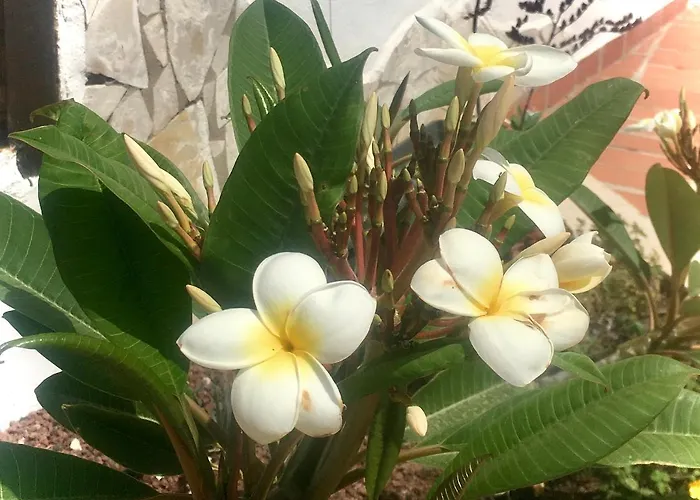 Cosy Flat Near Golf Club - Heated Pool, Terrace, Garden, Wi-fi Appartement San Miguel de Abona