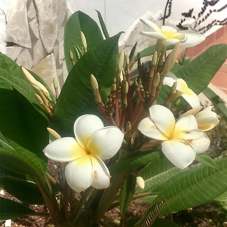 Cosy Flat Near Golf Club - Heated Pool, Terrace, Garden, Wi-fi 公寓 圣米格尔德阿沃纳